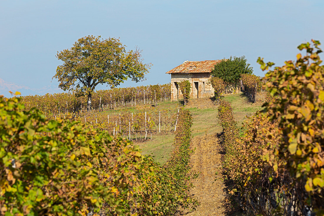 Monferrato, Provinz Asti, Piemont, Italien, Herbst in der Weinregion Monferrato, altes kleines Bauernhaus