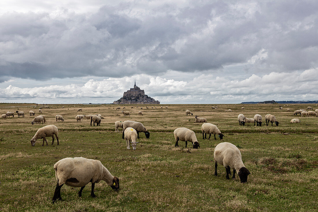 Mont-Saint-Michel, Normandie, Frankreich, Landschaft des Mont-Saint-Michel mit dem Dorf im Hintergrund und Schafen im Vordergrund