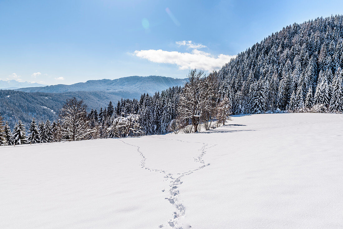 Traces in snowy winter landscape with coniferous forest, Himmelberg, Carinthia, Austria