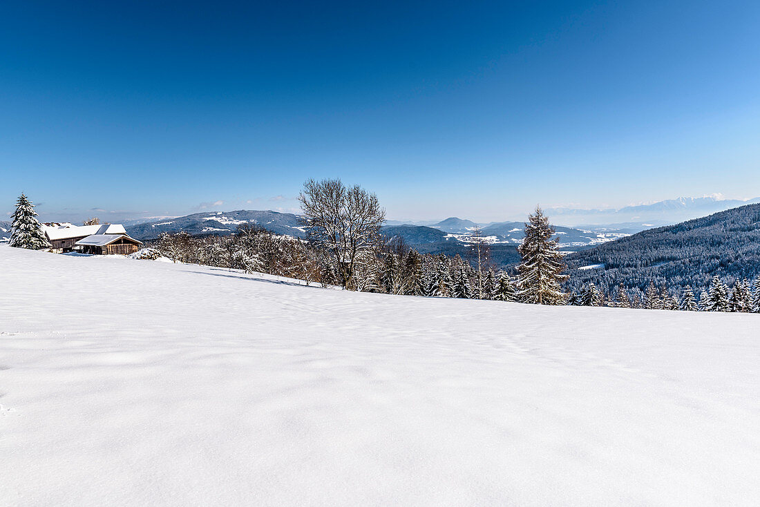 Snowy winter landscape with coniferous forest, Himmelberg, Carinthia, Austria