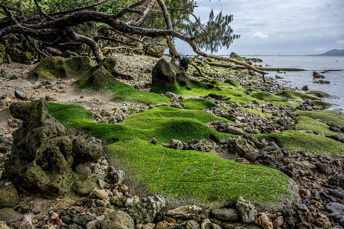 Grün bewachsene Steine am Strand von Efate, Vanuatu, Südsee, Ozeanien