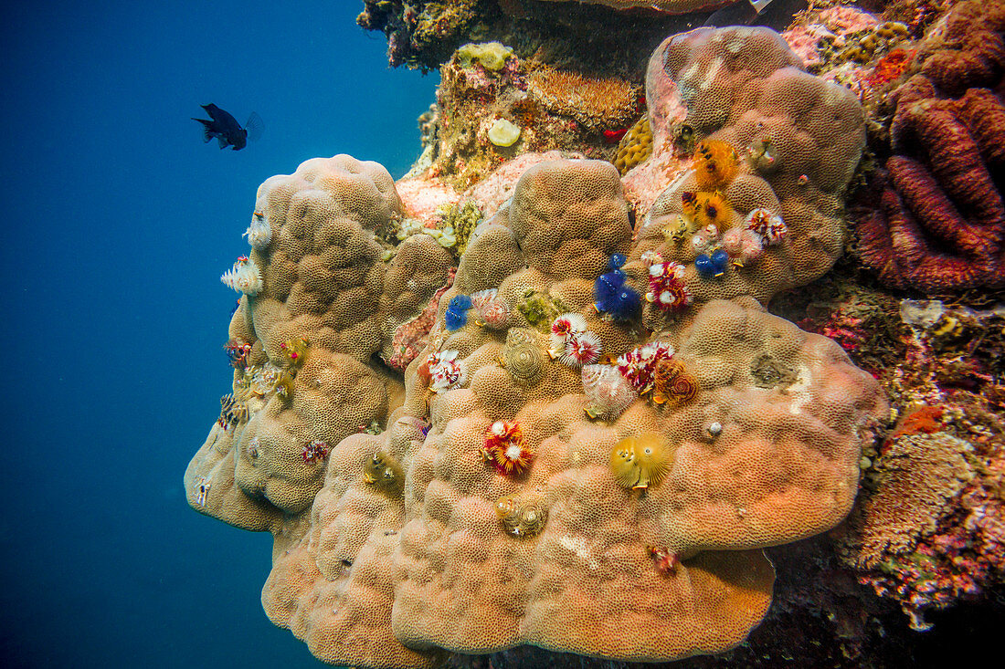Unter Wasser im Meer vor Malekula, Vanuatu, Südsee, Ozeanien