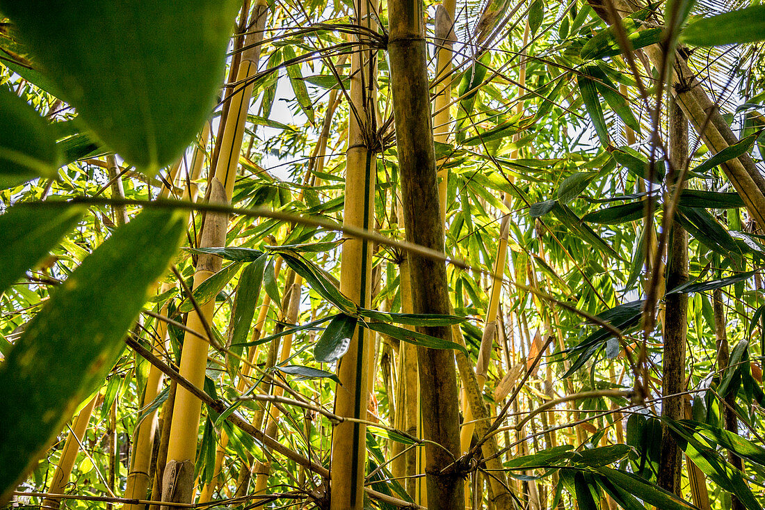 Bamboo grove on Malekula, Vanuatu, South Pacific, Oceania