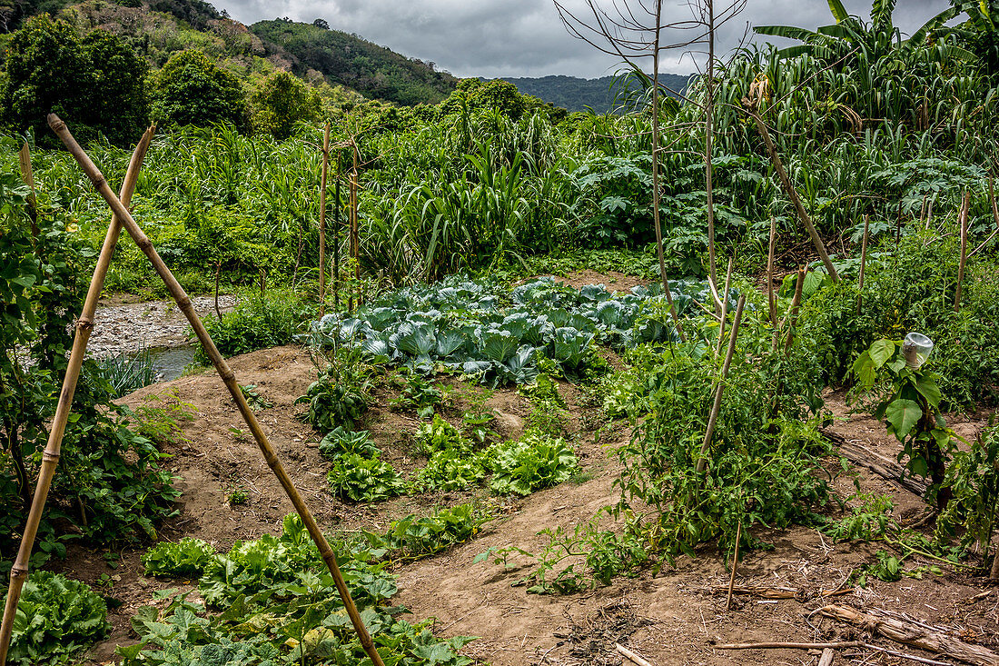 Garten auf Malekula, Vanuatu, Südsee, Ozeanien