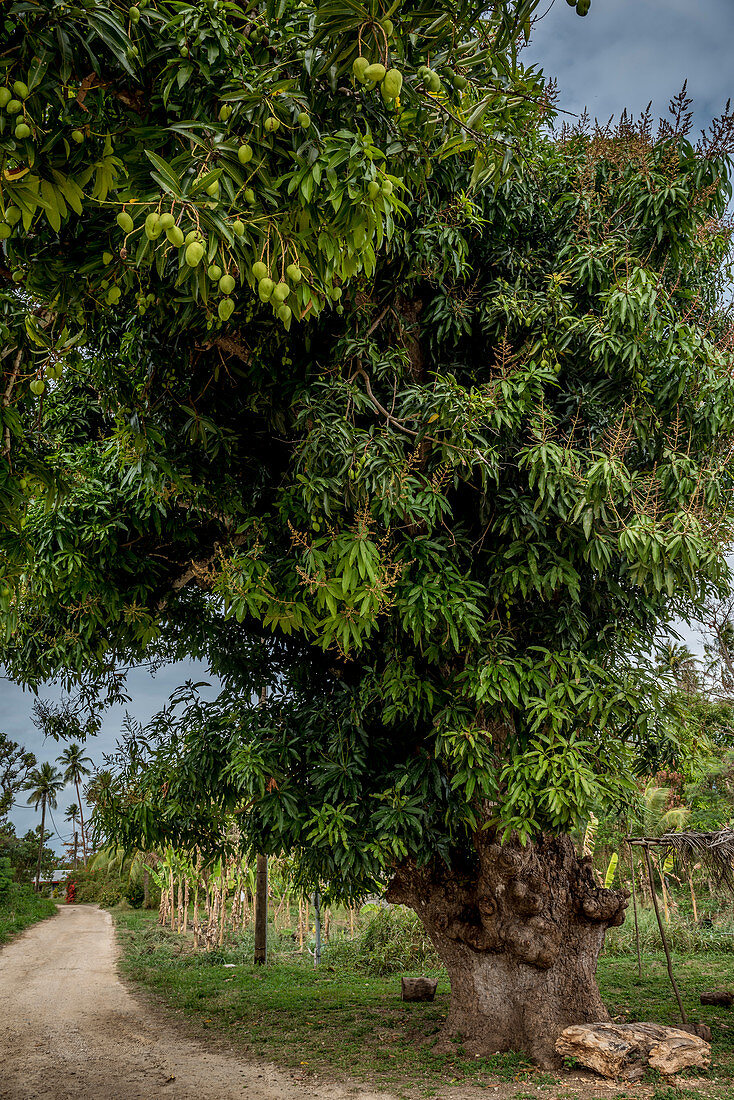 Mango tree, Efate, Vanuatu, South Pacific, Oceania