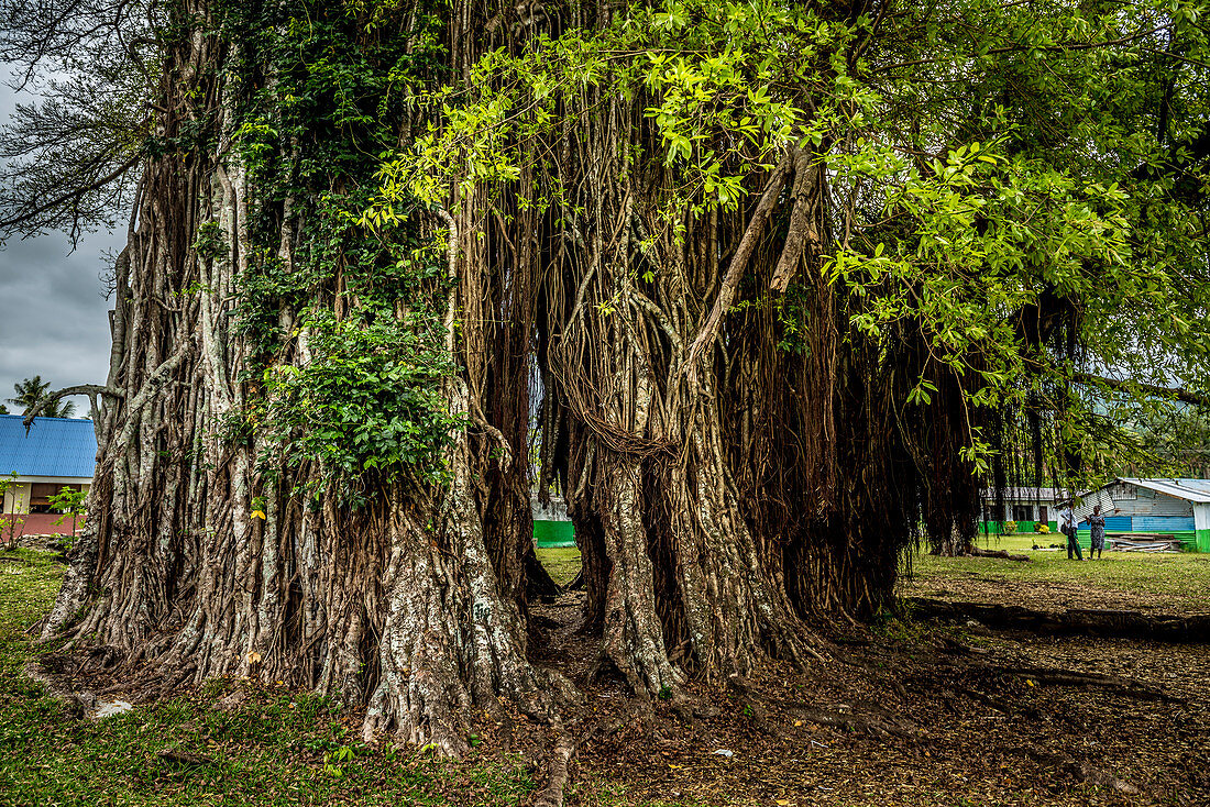 Die Wurzeln eines Banyan Baum, Efate, Vanuatu, Südsee, Ozeanien