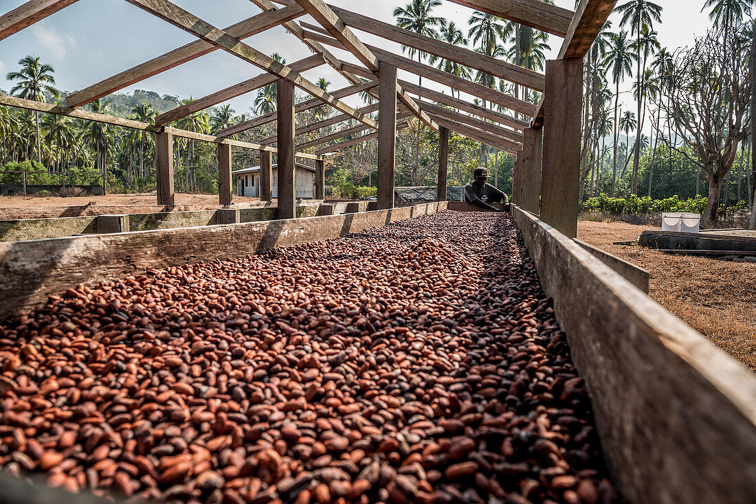 Trocknung von Kakaobohnen, Malekula, Vanuatu, Südsee, Ozeanien