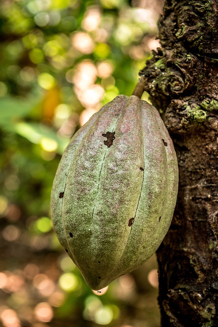Cocoa fruit on tree, Malekula, Vanuatu, South Pacific, Oceania