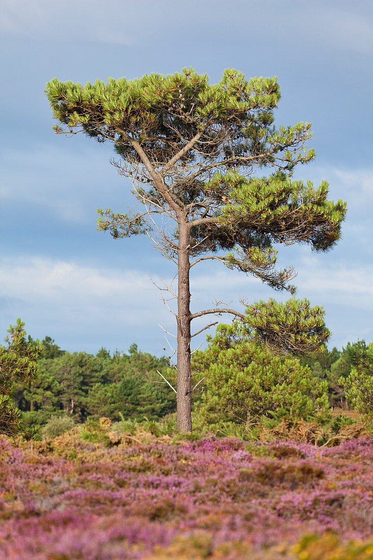 Pine forests and heathland at Cap Erquy in summer. Department Cote d'Armor, Brittany, France