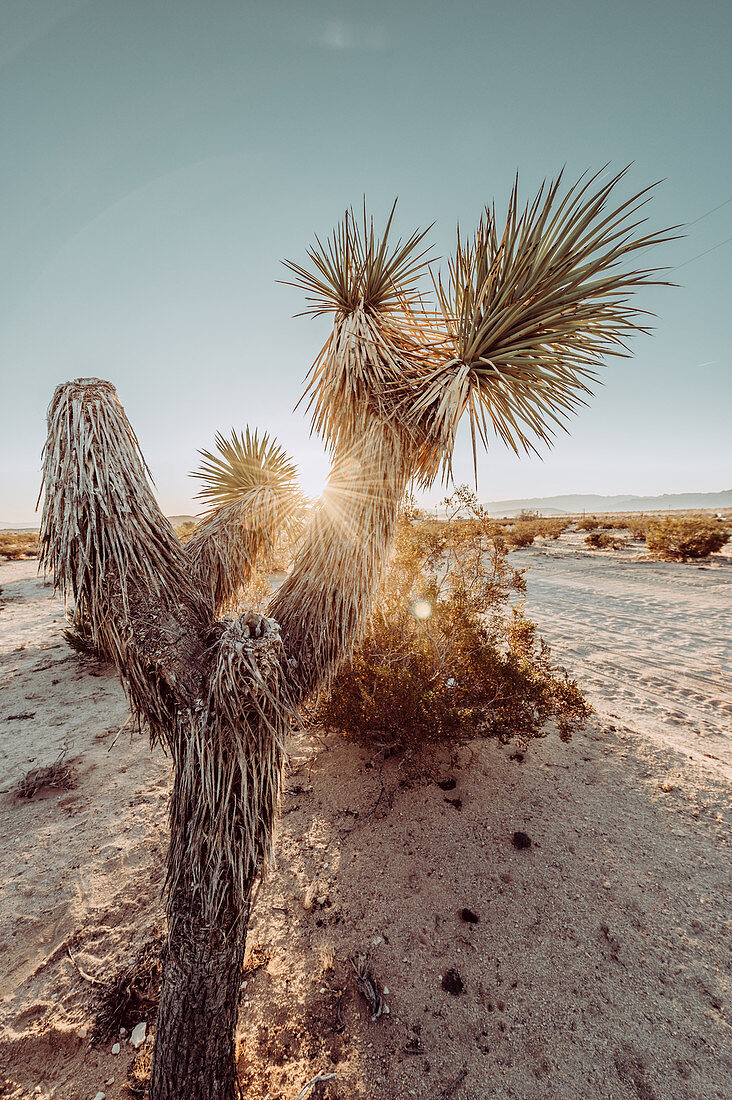 Josuabaum bei Sonnenuntergang im Joshua Tree National Park, Joshua Tree, Los Angeles, Kalifornien, USA, Nordamerika