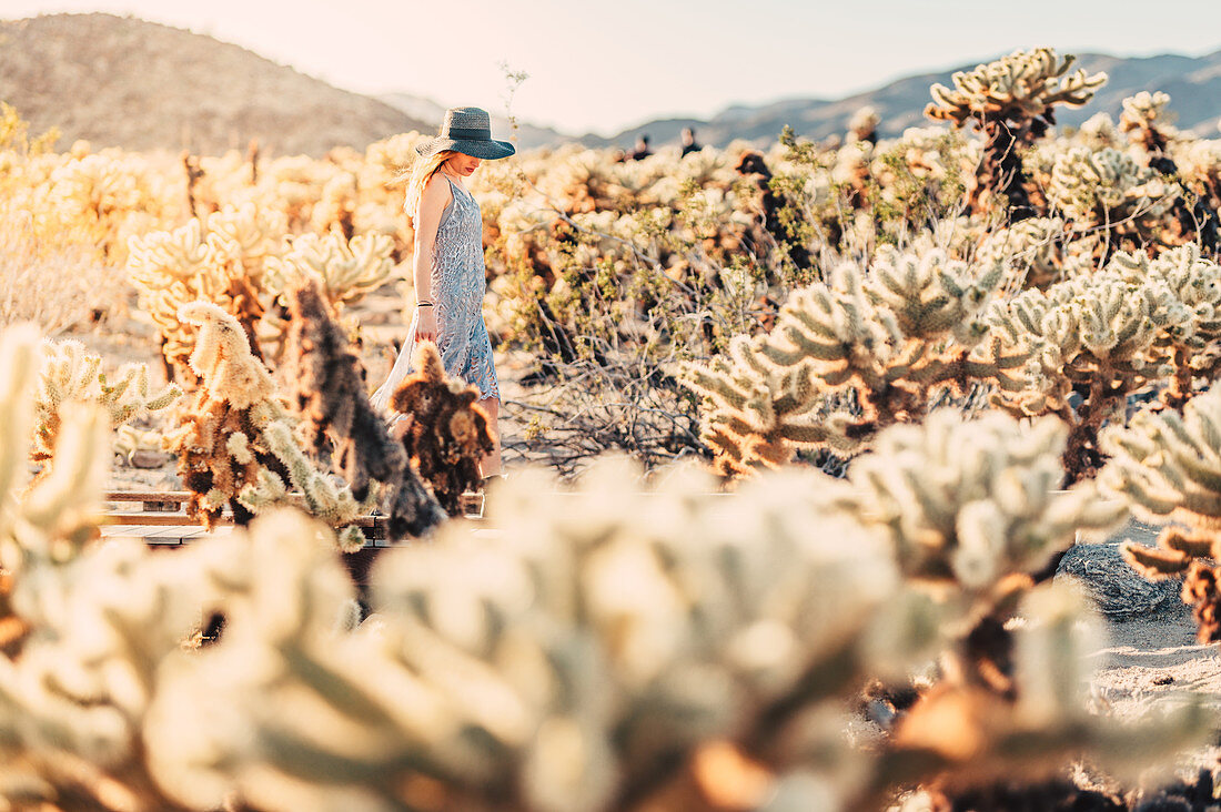 Frau spaziert bei Sonnenuntergang im Cholla Cactus Garden, Joshua Tree National Park, Kalifornien, USA, Nordamerika