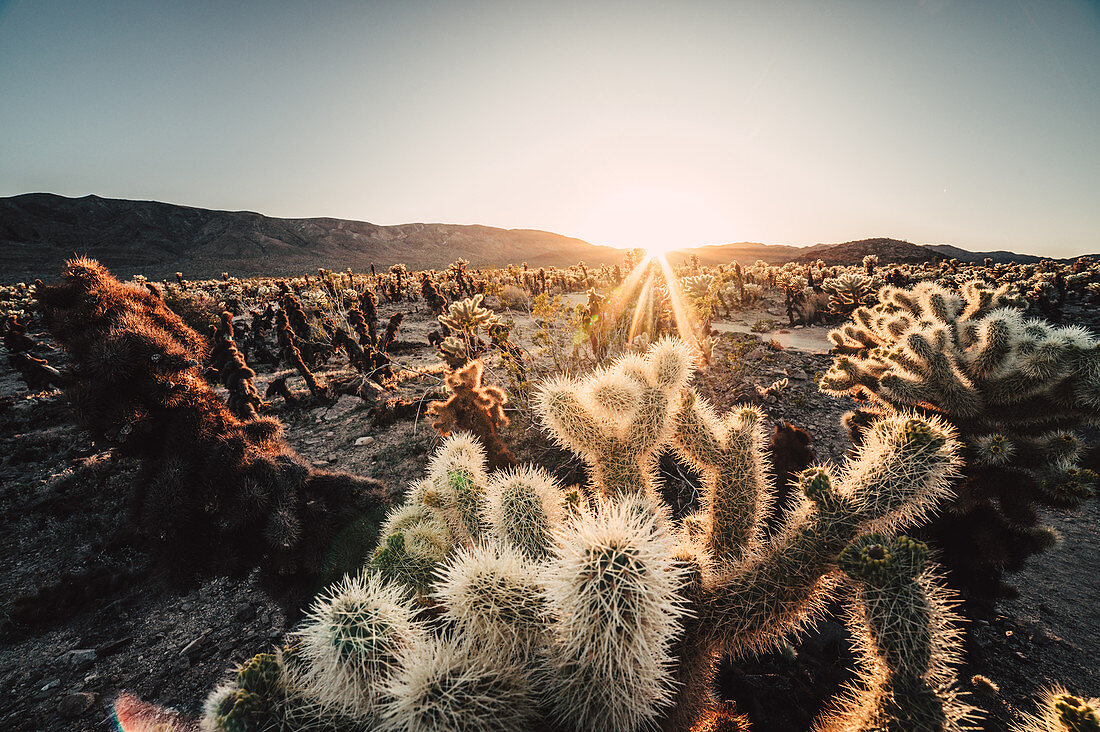 Sonnenuntergang im Cholla Cactus Garden, Joshua Tree National Park, Kalifornien, USA, Nordamerika