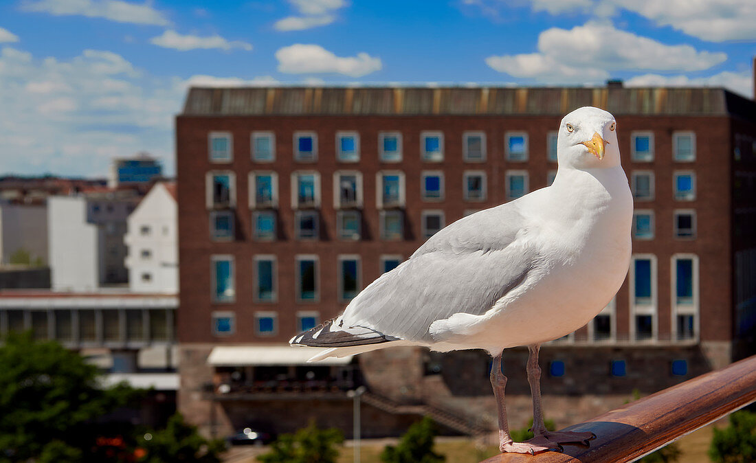 Kiel Seagull at Ostseekai, Kiel, Schleswig-Holstein, Germany