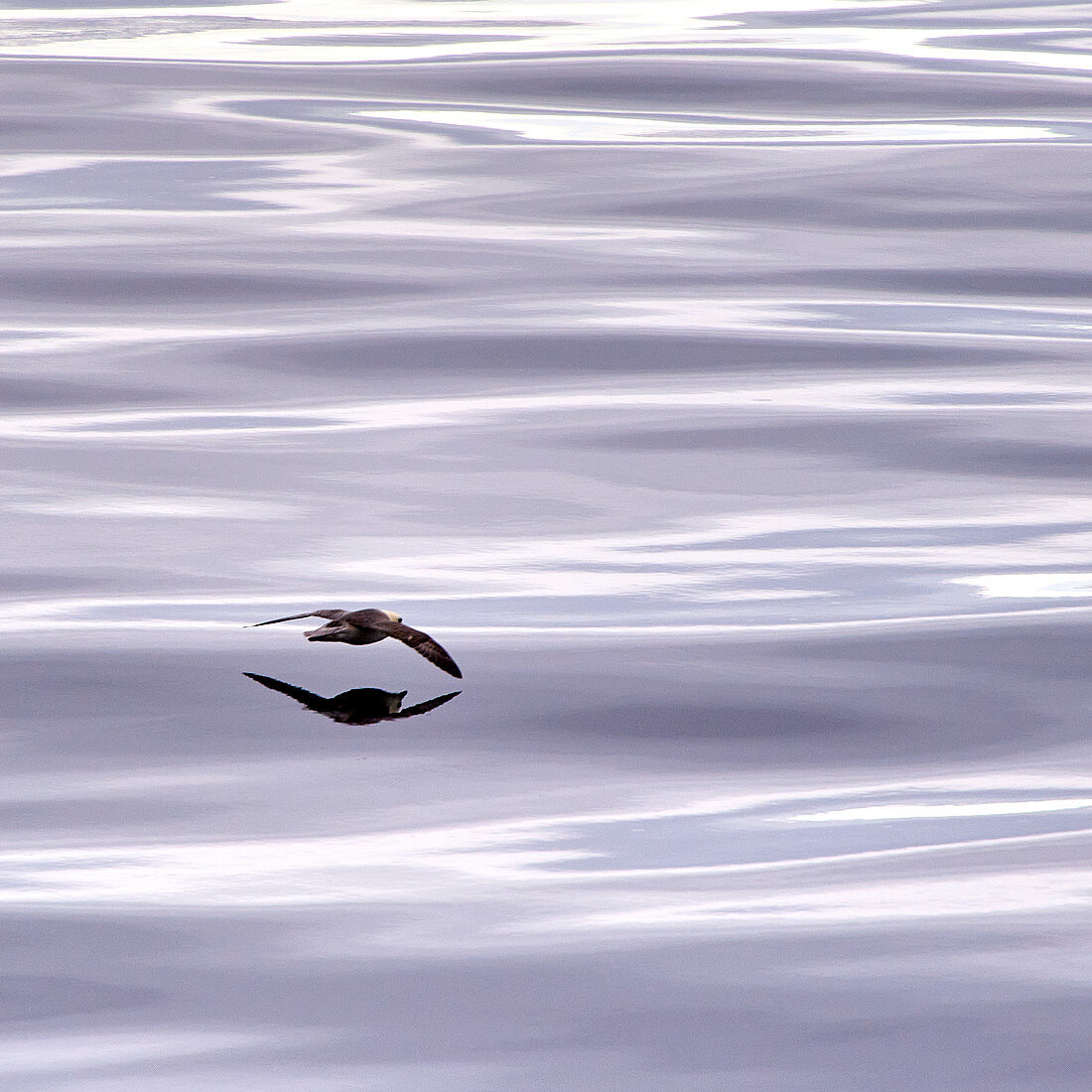 Seagull with reflection in the sea