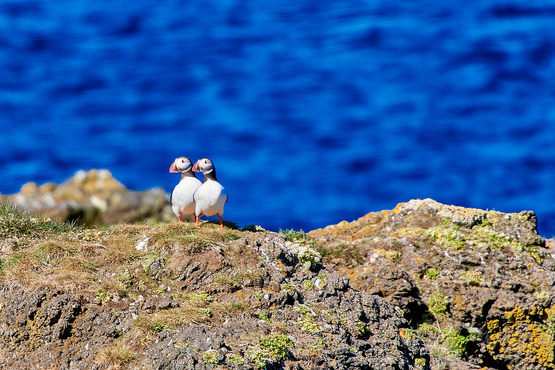 Papageientaucher (Puffin) auf Grímsey, Island