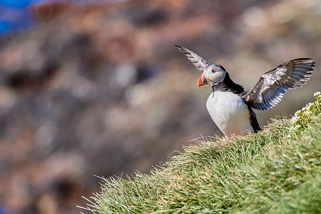 Puffin (puffin) on Grímsey, Iceland