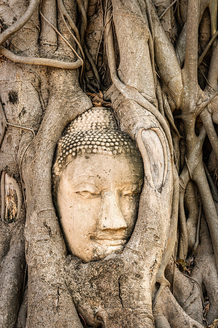 Buddha head enclosed by roots, Ayutthaya, Wat Mahatat, Thailand, Asia