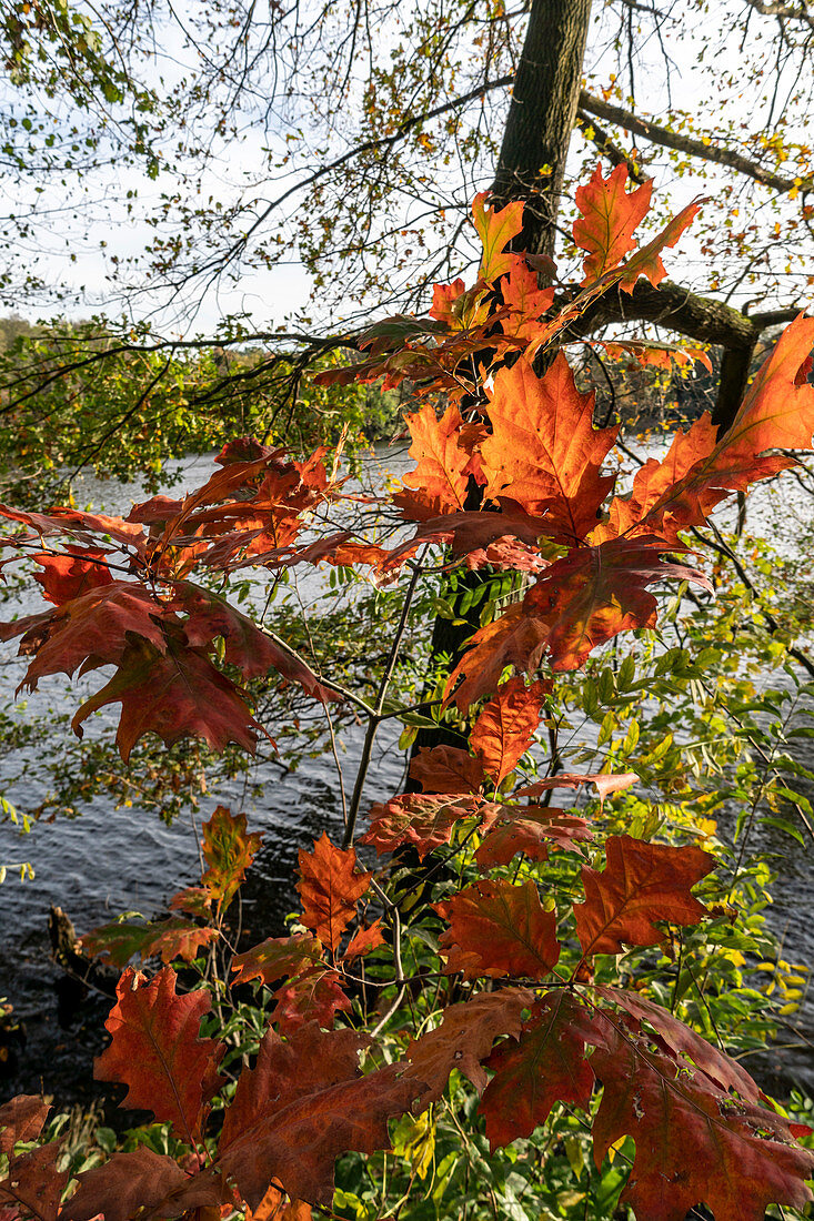 Machnower See, autumn, riverside path, sunset, Berlin Brandenburg