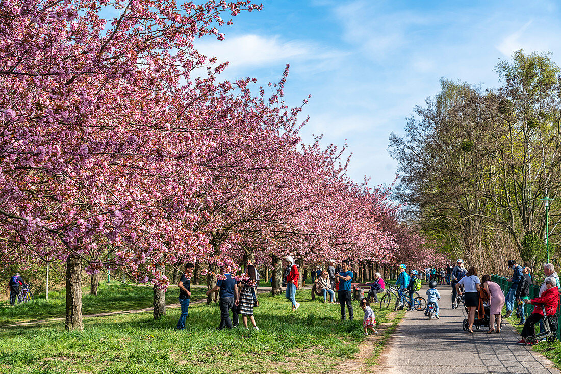 Cherry blossom in Teltow, Mauerweg, Brandenburg, Germany