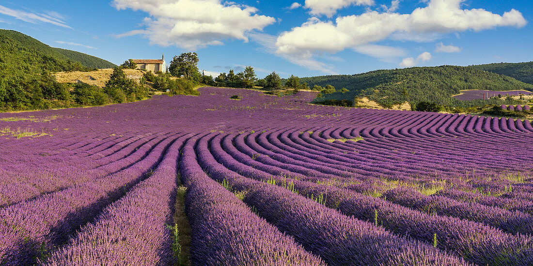 Lavendel Feld, Montagne de Lure, Vaucluse, Kapelle, Provence, Frankreich