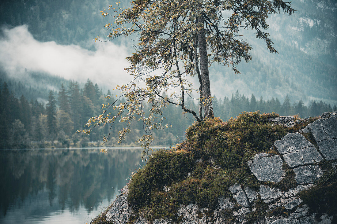 Nadelbaum und Birke auf einem Felsen im Hintersee als Bildausschnitt mit selektivem Fokus. Hintersee, Berchteslgadener Land, Bayern, Deutschland