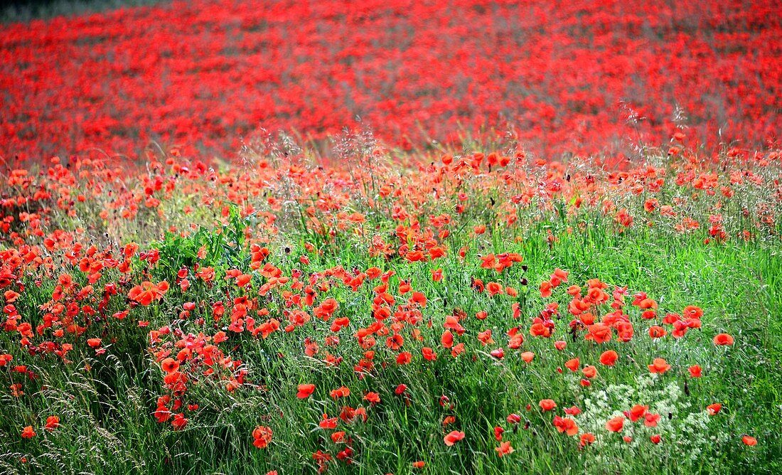 Mohnblumenfeld bei Freyburg an der Unstrut, Wiese, Rot, Sachsen-Anhalt, Deutschland