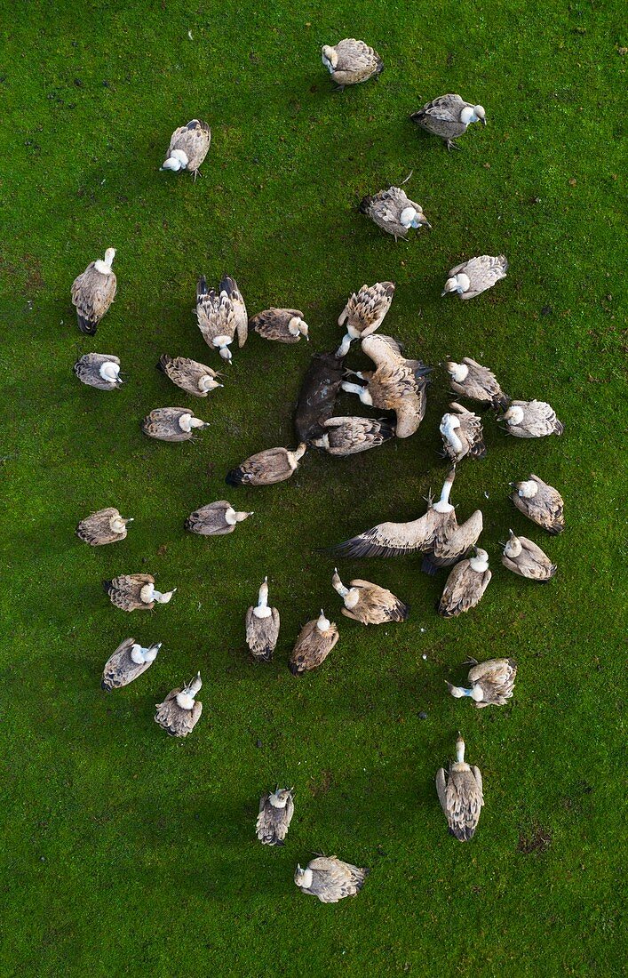 Griffon bulture (Gyps fulvus), Mount Buciero, Liendo, Liendo Valley, Montaña Oriental Costera, The Way of Saint James, Cantabrian Sea, Cantabria, Spain, Europe