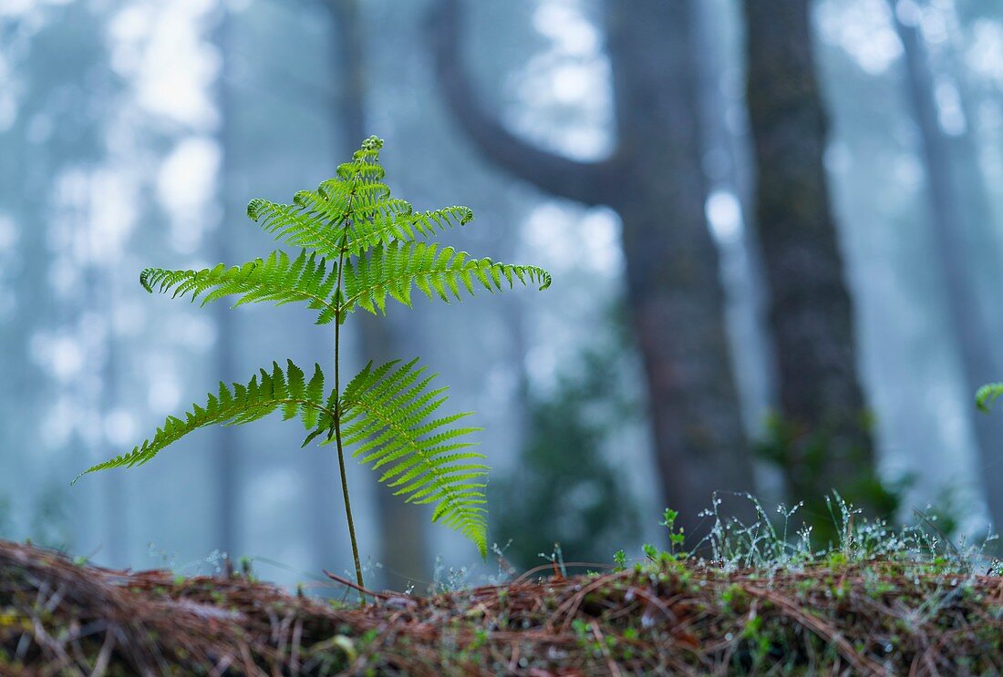 Ferns and Canary Island pine forest, El Pilar, El Paso Municipality, La Palma island, Canary Islands, Spain, Europe