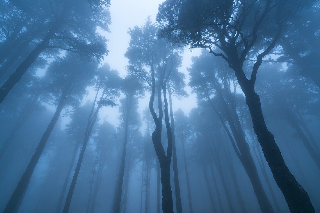 Fog in Canary Island pine forest, El Pilar, El Paso Municipality, La Palma island, Canary Islands, Spain, Europe