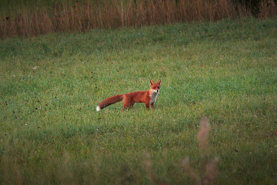 A red fox (Vulpes vulpes) is standing on a summer meadow, watching.