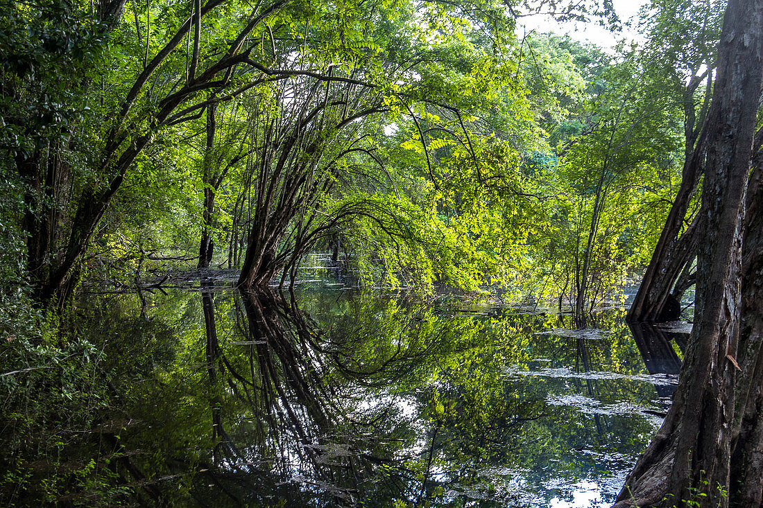 Swamp in the jungle of Calakmul, Yucatan Peninsula, Mexico