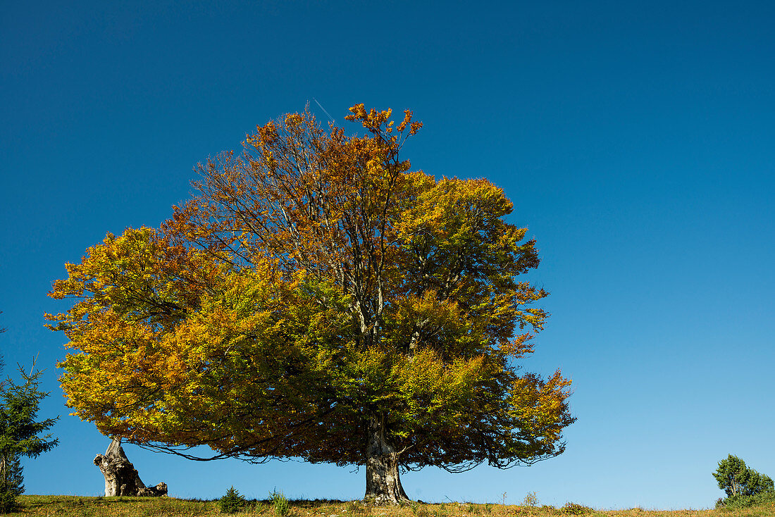 Autumn colored beech (Fagus sylvatica), near Schönau, Black Forest, Baden-Württemberg, Germany