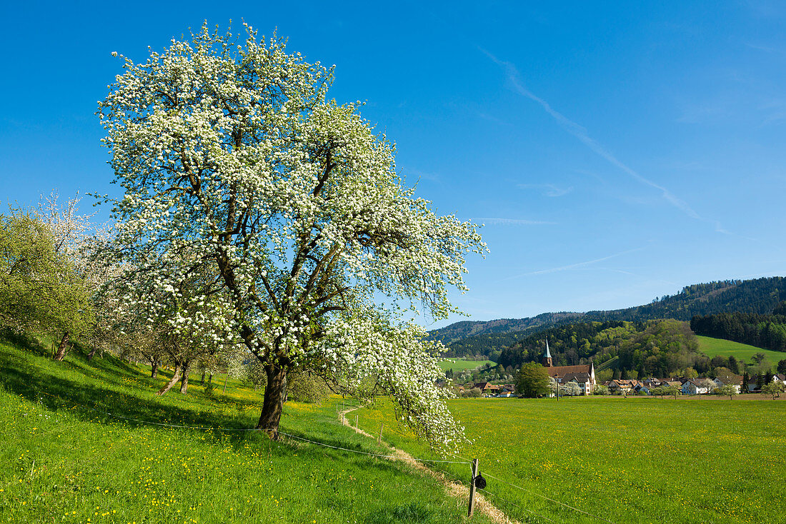 Frühling im Glottertal, Schwarzwald, Baden-Württemberg, Deutschland