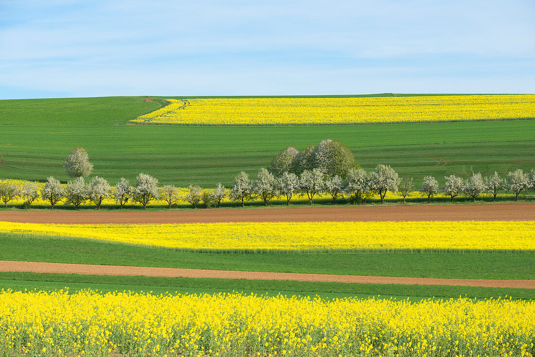 Flowering rapeseed fields near Beuren in western Hunsrück, Rhineland-Palatinate, Germany