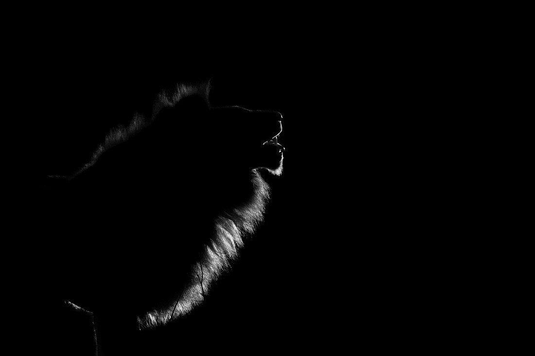 Das Seitenprofil eines männlichen Löwen (Panthera Leo), nachts vom Scheinwerferlicht beleuchtet, Maul offen