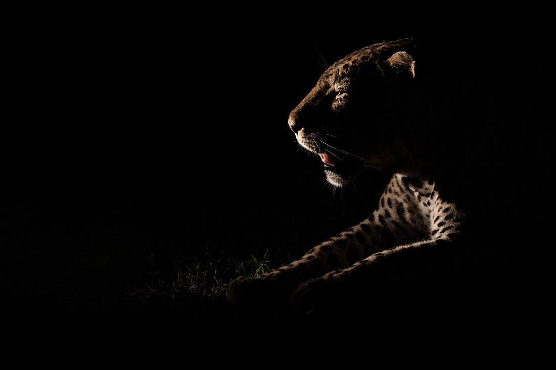 The side profile of a male leopard, Panthera pardus, lit up by a spotlight at night, mouth open
