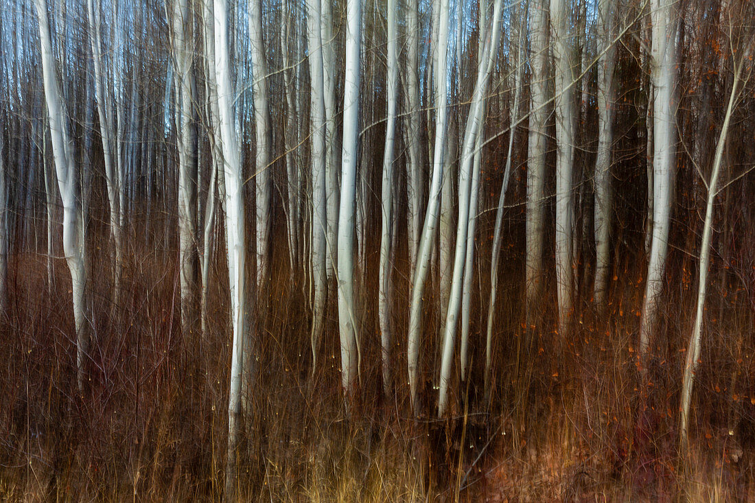 Wald in der Nähe von Leavenworth, Washington