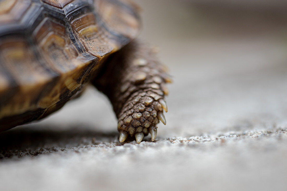 Fuß einer Pantherschildkröte (Stigmochelys pardalis), Nahaufnahme