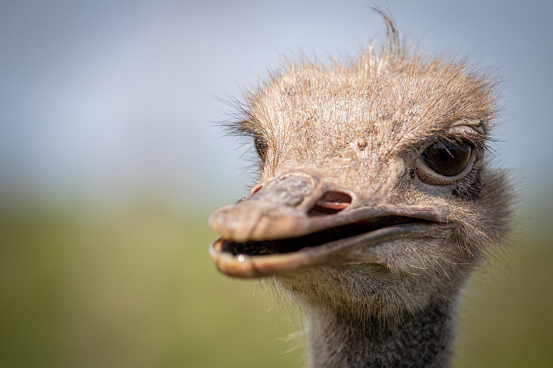 The head of an ostrich, Struthio camelus, looking out of frame, beak slightly open
