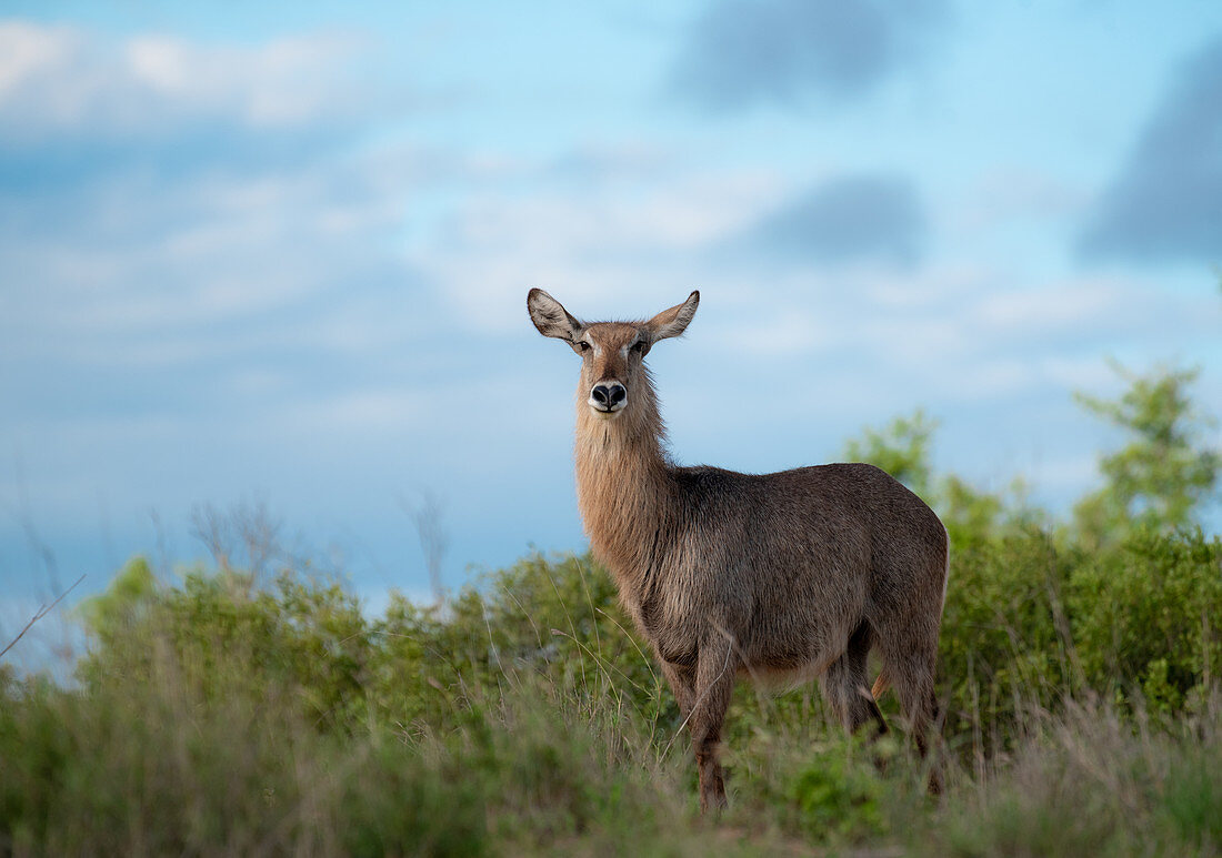 A waterbuck, Kobus ellipsiprymnus, stands against a blue sky background, direct gaze