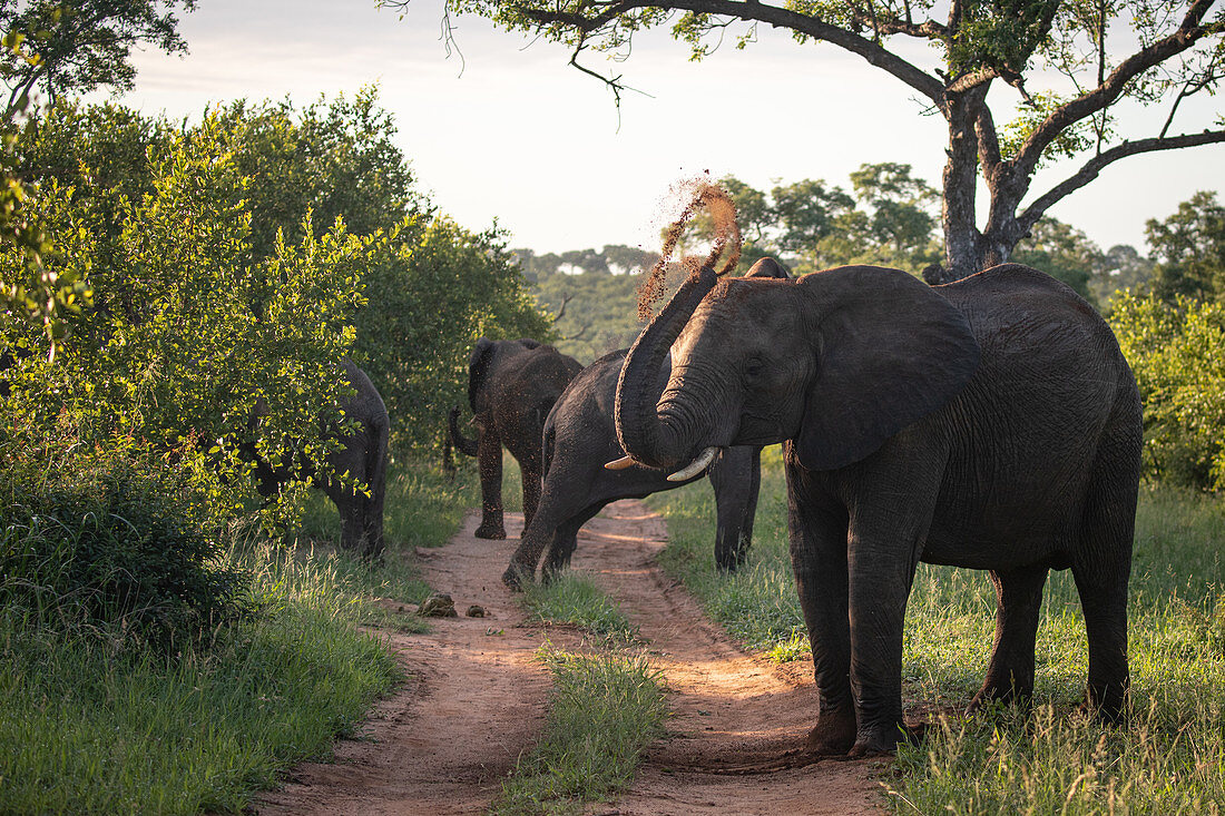 Ein afrikanischer Elefant (Loxodonta africana), wirft mit seinem Rüssel Staub auf den Rücken