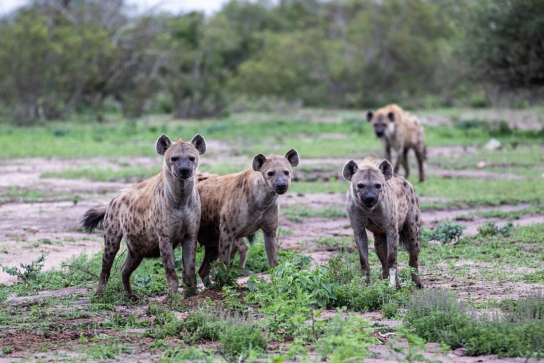 A clan of spotted hyenas, Crocuta crocuta, stand together, direct gaze