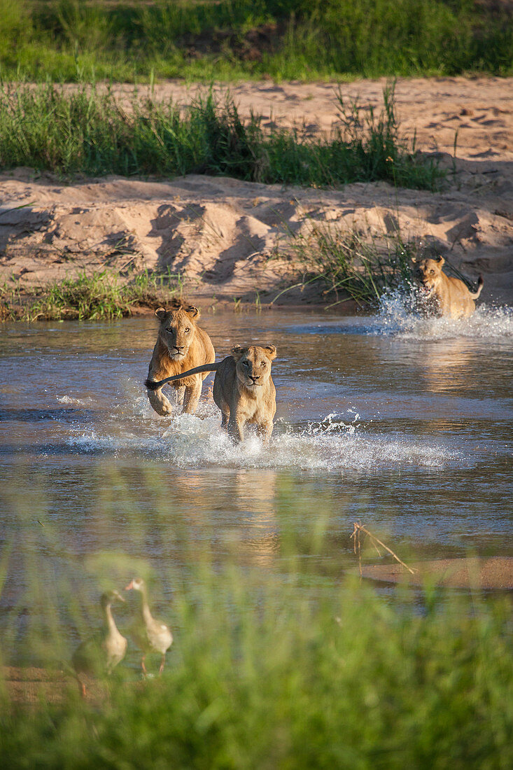 Löwen (Panthera Leo) überqueren einen Fluss