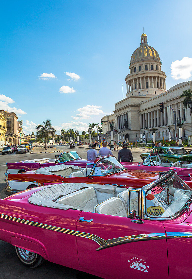 Rosafarbene Oldtimer und ihre Fahrer warten auf Kundschaft vor dem Kapitol, Altstadt von Havanna, Kuba