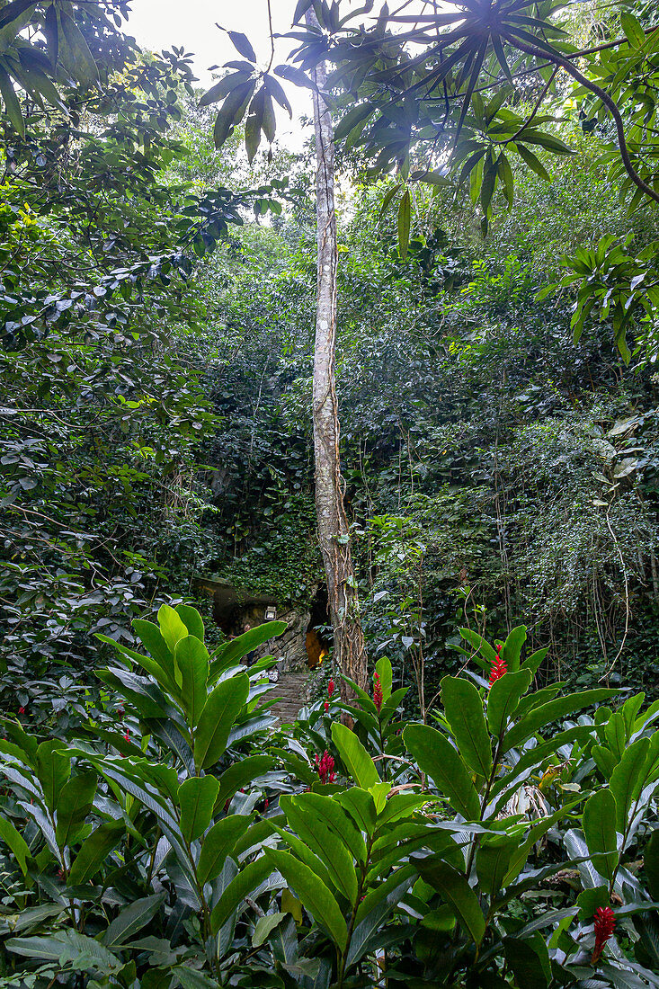 Jungle in front of the cave &quot;Cueva del Indio&quot; in the Vinales valley (&quot;Valle de Vinales&quot;), Pinar del Rio province, Cuba