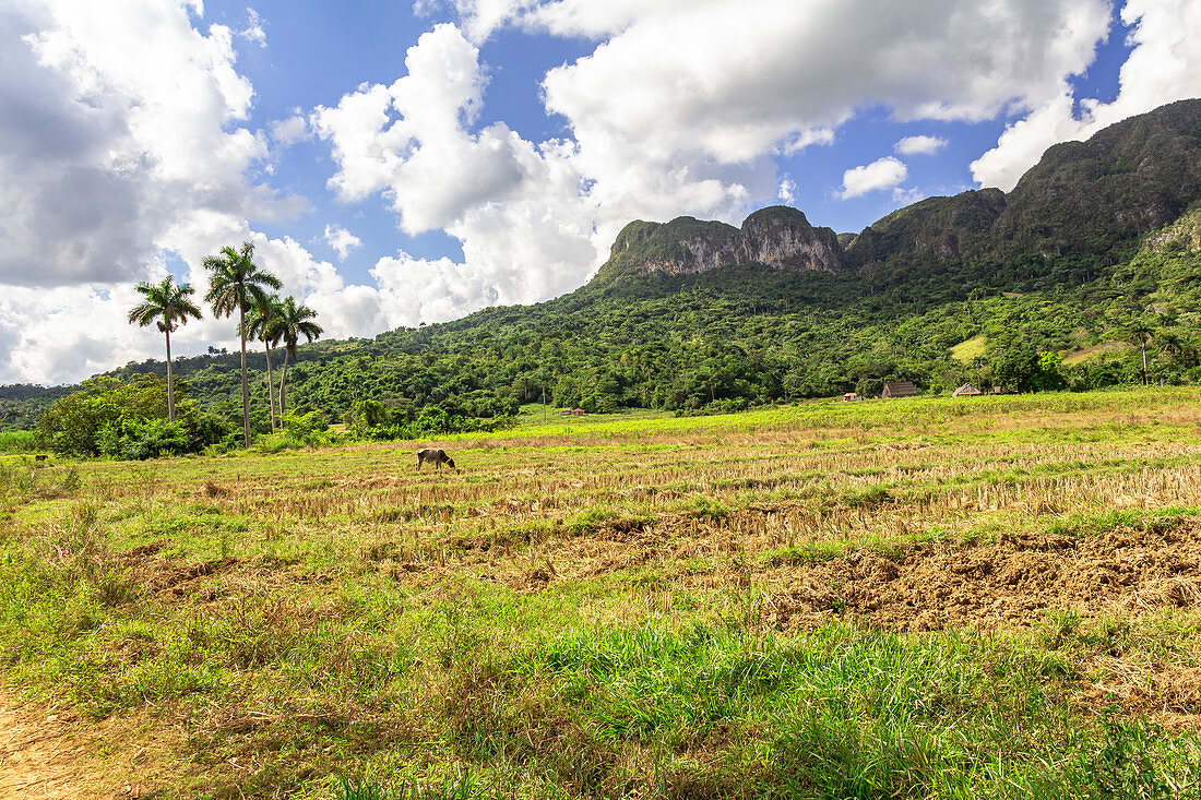 Landschaft auf Wanderweg "Los Aquaticos" im Vinales Tal ("Valle de Vinales"), Pinar del Rio Provinz, Kuba