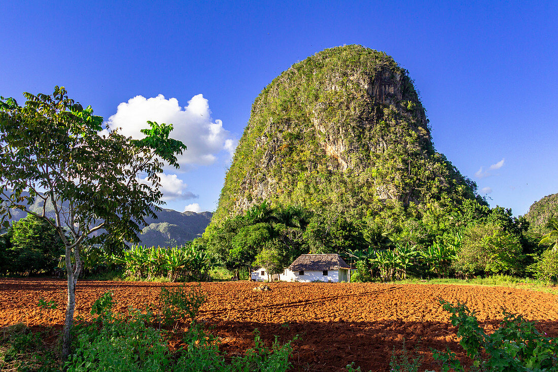 High round karst rock on hiking trail in the Vinales valley (&quot;Valle de Vinales&quot;), Pinar del Rio province, Cuba