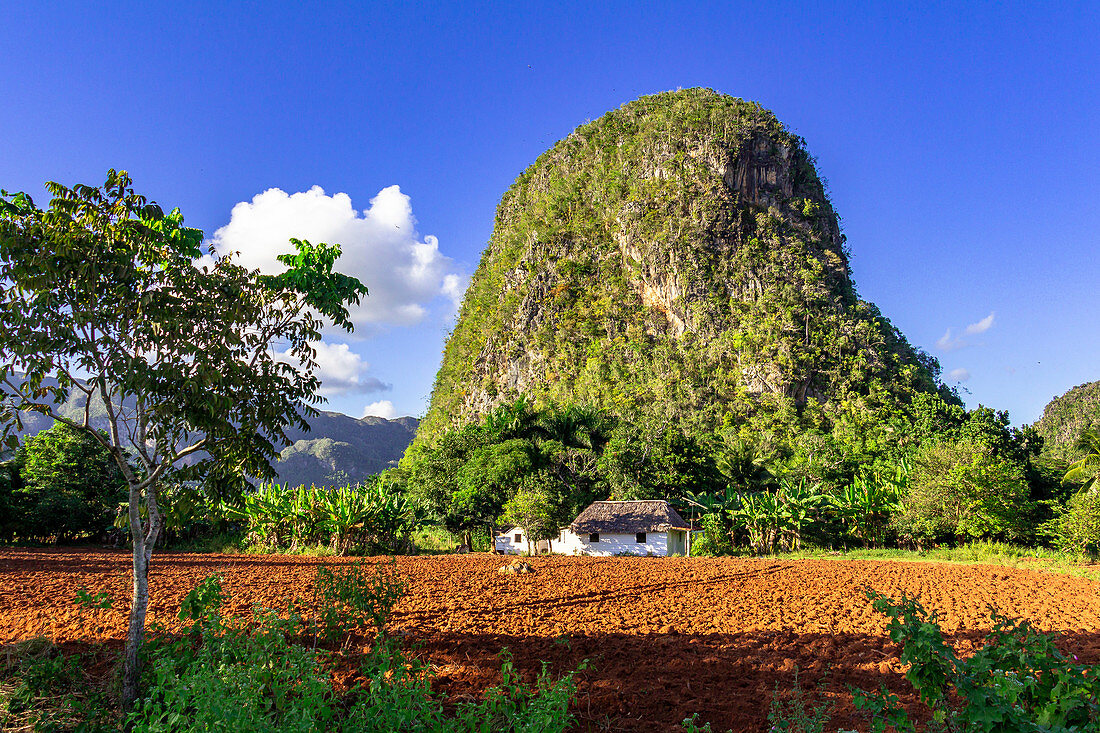 Hoher runder Karstfels auf Wanderweg im Vinales Tal ("Valle de Vinales"), Pinar del Rio Provinz, Kuba