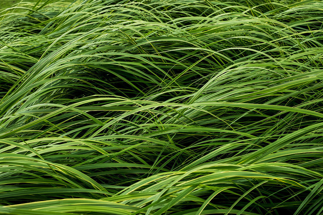 Close up of lush green grass blades.