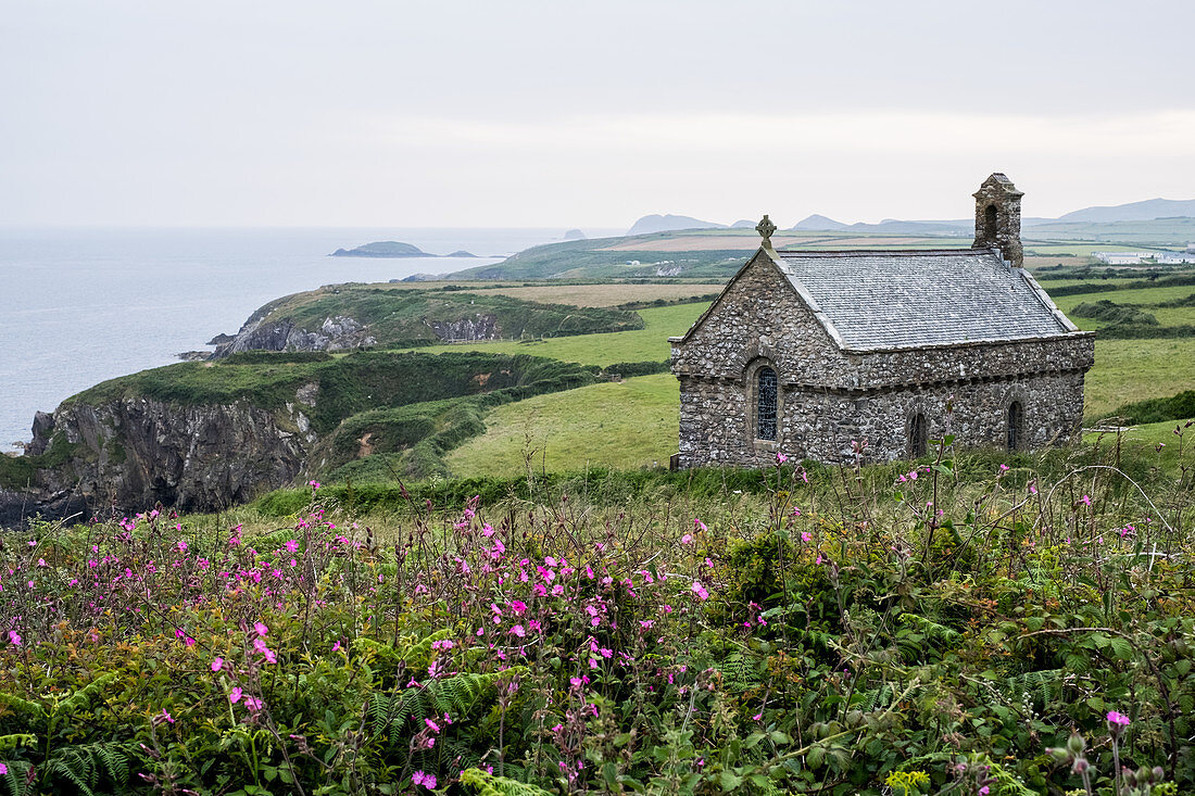 Rosa Blumen und St. Non's Chapel und Holy Well, St. Davids, Küste von Pembrokeshire, Wales, UK